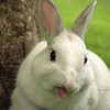 SmugMug > all-time keyword > hare > male dwarf rabbit pet with humorous appearance
